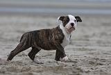 BOULEDOGUE AMERICAIN 240